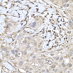 GAPDH Antibody in Immunohistochemistry (Paraffin) (IHC (P))