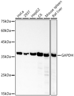 GAPDH Antibody in Western Blot (WB)