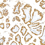 BCKDHB Recombinant Rabbit Monoclonal Antibody (9N3O6)