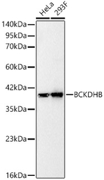 BCKDHB Antibody in Western Blot (WB)