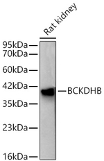 BCKDHB Antibody in Western Blot (WB)