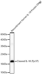 IL-18 (cleaved Tyr37) Antibody in Western Blot (WB)