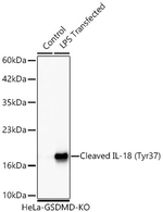 IL-18 (cleaved Tyr37) Antibody in Western Blot (WB)