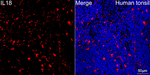 IL-18 Antibody in Immunohistochemistry (Paraffin) (IHC (P))