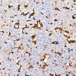 IL-18 Antibody in Immunohistochemistry (Paraffin) (IHC (P))