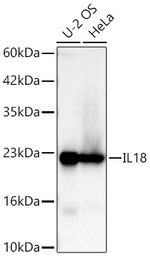 IL-18 Antibody in Western Blot (WB)