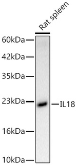 IL-18 Antibody in Western Blot (WB)