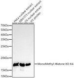 H3K79me1 Antibody in Western Blot (WB)