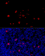 Human IgG4 (S228P) Fc VHH Antibody in Immunohistochemistry (Paraffin) (IHC (P))