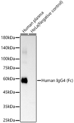 Human IgG4 (S228P) Fc VHH Antibody in Western Blot (WB)