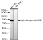 AFP Antibody in Western Blot (WB)