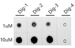 Digoxin Antibody in Dot Blot (DB)