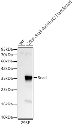 SNAIL Antibody in Western Blot (WB)