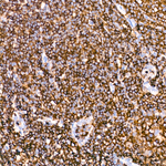 CD45RB Antibody in Immunohistochemistry (Paraffin) (IHC (P))