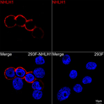 HEN1 Recombinant Rabbit Monoclonal Antibody (4K4R8)