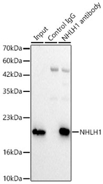 HEN1 Antibody in Immunoprecipitation (IP)