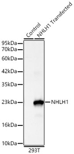 HEN1 Antibody in Western Blot (WB)