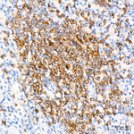 CD45RA Recombinant Rabbit Monoclonal Antibody (7X8H6)