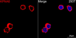 KPNA6 Antibody in Immunocytochemistry (ICC/IF)