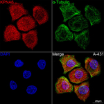 KPNA6 Antibody in Immunocytochemistry (ICC/IF)