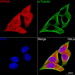 KPNA6 Antibody in Immunocytochemistry (ICC/IF)