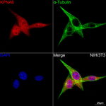 KPNA6 Recombinant Rabbit Monoclonal Antibody (8X5P6)