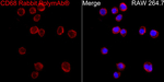 CD68 Antibody in Immunocytochemistry (ICC/IF)