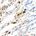 CD68 Antibody in Immunohistochemistry (Paraffin) (IHC (P))