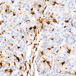 CD68 Antibody in Immunohistochemistry (Paraffin) (IHC (P))
