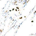 CD68 Antibody in Immunohistochemistry (Paraffin) (IHC (P))
