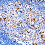CD68 Antibody in Immunohistochemistry (Paraffin) (IHC (P))