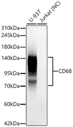 CD68 Antibody in Western Blot (WB)