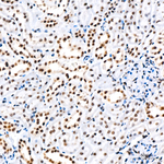 RNF2 Antibody in Immunohistochemistry (Paraffin) (IHC (P))