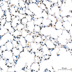 RNF2 Antibody in Immunohistochemistry (Paraffin) (IHC (P))