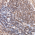 RNF2 Antibody in Immunohistochemistry (Paraffin) (IHC (P))