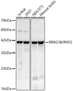 RNF2 Antibody in Western Blot (WB)