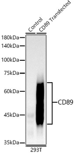 CD89 Antibody in Western Blot (WB)