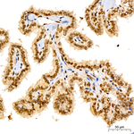 POLR2D Antibody in Immunohistochemistry (Paraffin) (IHC (P))