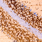 POLR2D Antibody in Immunohistochemistry (Paraffin) (IHC (P))