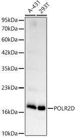 POLR2D Antibody in Western Blot (WB)