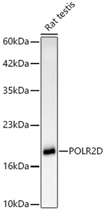POLR2D Antibody in Western Blot (WB)