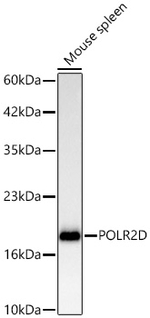 POLR2D Antibody in Western Blot (WB)