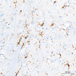 ABI3 Antibody in Immunohistochemistry (Paraffin) (IHC (P))