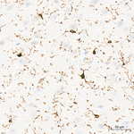 ABI3 Antibody in Immunohistochemistry (Paraffin) (IHC (P))