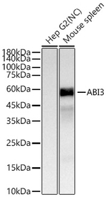 ABI3 Antibody in Western Blot (WB)