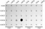H3K36me1 Antibody in Dot Blot (DB)