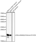 H3K36me1 Antibody in Western Blot (WB)