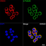 ENO3 Antibody in Immunocytochemistry (ICC/IF)