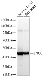ENO3 Antibody in Western Blot (WB)