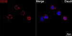 CD38 Antibody in Immunocytochemistry (ICC/IF)